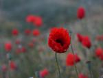 Mohnblumen beim Sonnenaufgang