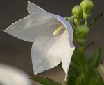 Weiße Blüte 3