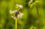 Pusteblume mit trioplan 100mm