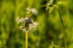 Pusteblume mit trioplan 100mm