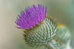 Distel