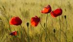 Mohn I