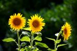 Sonnenblumen