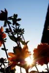 Blume die Dritte.