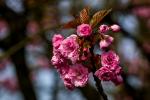 Blume im Japanischen Garten in Leverkusen