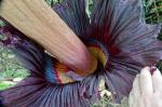 Amorphophallus titanum