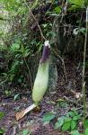 Amorphophallus titanum