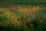 Jannik's Mohn