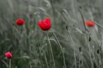 Mohn