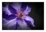 Blume1