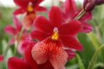 rote Orchidee