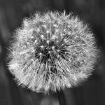 Pusteblume