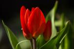 Rote Tulpe