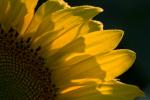 Sonnenblume Ausschnitt