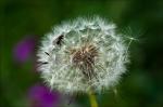 Pusteblume