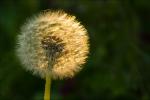 Pusteblume im Gegenlicht