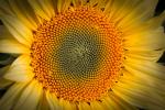 Sonnenblume5