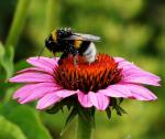 Echinacea mit Gast I