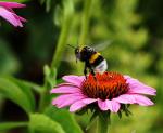 Echinacea mit Gast II