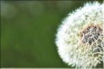 Pusteblume2