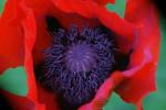 Mohn