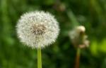 Pusteblume