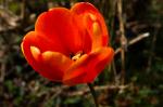 Rote Tulpe