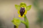 Ophrys lutea