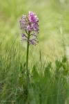 Orchis militaris