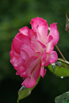 Rose im Regen