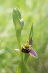 Ophrys apifera