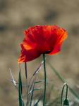 Mohn 1