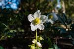 Helleborus