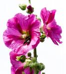 Alcea rosea