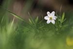 frische Blumen