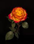 Rose 1