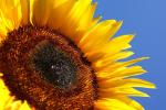 Sonnenblume vor blauem Himmel 2