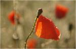 Mohn IV