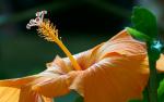 Chinesische Rose