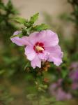 Hibiscus syriacus / Sony SAL7020028G