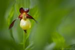 Frauenschuh / Cypripedium calceolus