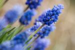 blaue Blumen