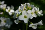 Wiesenschaumkraut