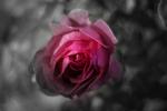 Einsame Rose