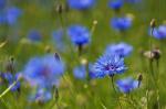 Kornblumen
