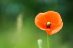 Mohn