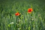 Mohn