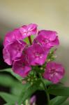 Phlox am Abend