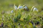 Schneeglöckchen oder Märzenbecher - Frühlingsboten_1