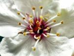 Pollen